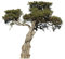 Bilderwelten Wandtattoo Baum No.394 Olivenbaum, Größe HxB:113cm x 122cm