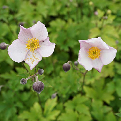Blumixx Stauden Anemone tomentosa 'Robustissima' – rosa blühende Herbstanemone, insektenfreundliche & pflegeleichte Gartenstaude, winterhart, mehrjährig, für naturnahe Beete