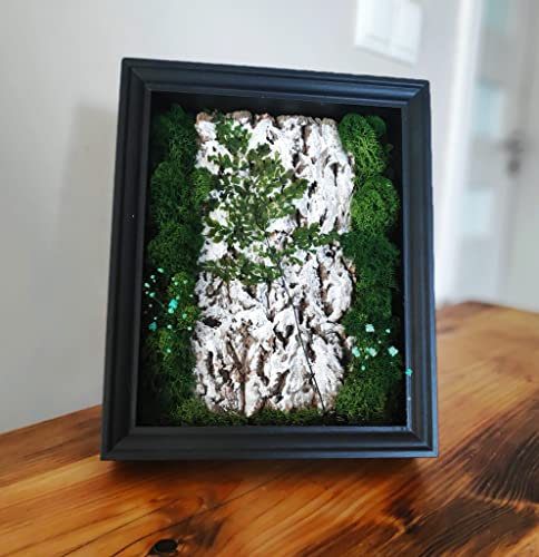 Natürliches konserviertes Moos und Pflanzen in schwarzem Rahmen, 23 x 29 cm, magischer Farn