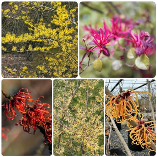 200 Pcs Zaubernuss Pflanze Winterhart Samen - Hamamelis Mollis - Pflanzen Samen, Bäume Pflanzen Zaubernuss Samen, Winterharte Pflanzen Für Garten Balkonpflanzen, Bonsai Tree, Flower