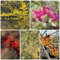 200 Pcs Zaubernuss Pflanze Winterhart Samen - Hamamelis Mollis - Pflanzen Samen, Bäume Pflanzen Zaubernuss Samen, Winterharte Pflanzen Für Garten Balkonpflanzen, Bonsai Tree, Flower