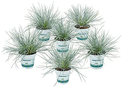 Bloomique - 6er-Set - Festuca Glauca Compacta Blue - Blau-Schwingel - Schaf-Schwingel - Ziergras - Gartenpflanzen - Winterhart - Höhe 20-30 cm - Topf 10,5 cm