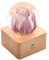 Dr. Pets Miss Li Garden Boule de Cristal Tulipe Rose éternelle avec lumières LED, pour sa Femme, Petite Amie, Femme