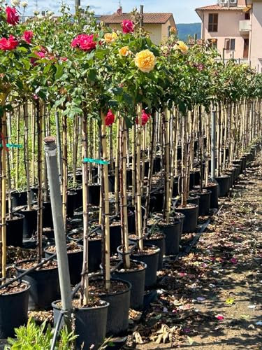 Rosa rifiorente ad alberello gialla rosai pianta di rose gialle in vaso ø 24 cm FOTO REALI Vivaio di Castelletto