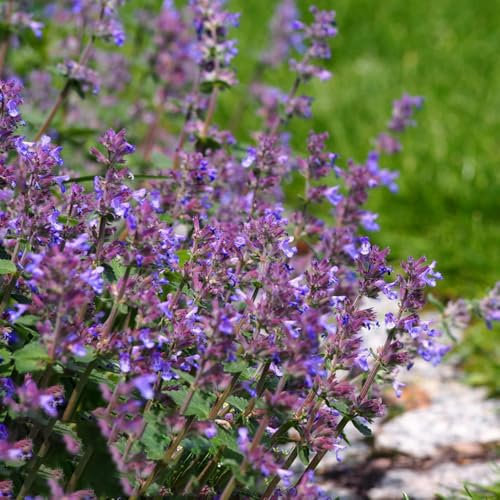 1000 piezas Semillas de plantas de hierba gatera - Nepeta cataria - hierbas culinarias, cama elevada balcón comprar hierba gatera Balcón del jardín de hierbas, semillas de bonsái.