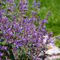 1000 piezas Semillas de plantas de hierba gatera - Nepeta cataria - hierbas culinarias, cama elevada balcón comprar hierba gatera Balcón del jardín de hierbas, semillas de bonsái.