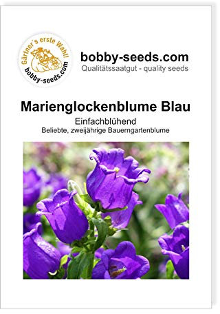 Blumensamen Marienglockenblume Blau Portion