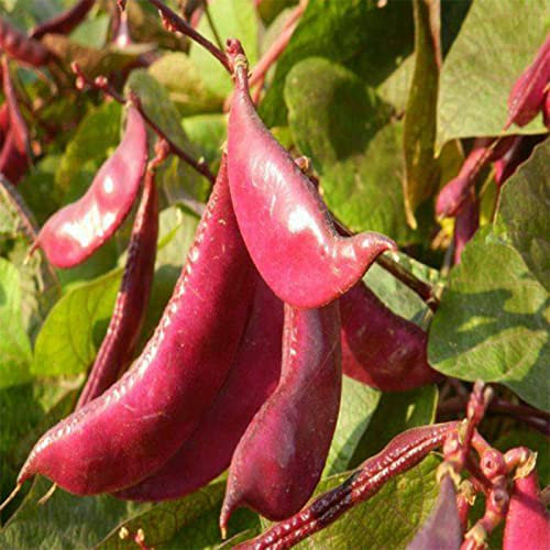 Haloppe 10 Stück Lablab Purpureus-Samen für die Bepflanzung des Hausgartens, Lablab Purpureus-Samen, seltene Hyazinthe-Bohnen-Samen für den Obstgarten Saatgut