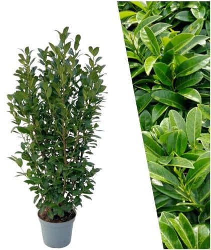 Plants by Frank | 25 Große Kirschlorbeer Pflanzen Obelisk für 10 laufende Meter Hecken | ↨ 100-125 cm im 12 Liter Topf | Prunus Obelisk | Heckenpflanzen | Sichtschutz garten | Lorbeer Pflanze