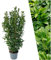 Plants by Frank | 25 Große Kirschlorbeer Pflanzen Obelisk für 10 laufende Meter Hecken | ↨ 100-125 cm im 12 Liter Topf | Prunus Obelisk | Heckenpflanzen | Sichtschutz garten | Lorbeer Pflanze