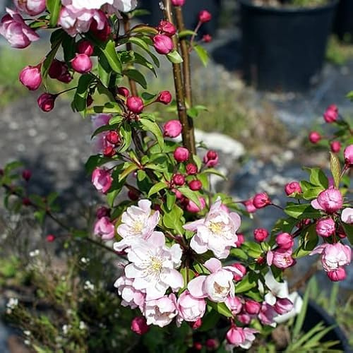 Vivai le Georgiche - Pianta vera di Malus Evereste Malus 'Perpetu' Melo da fiore - vaso Ø 18 cm