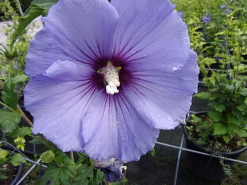 AMDGarden Pianta di Ibisco di Montagna Hibiscus Syriacus Ultramarine Blu Vaso 18cm per Esterni Varietà Rifiorente