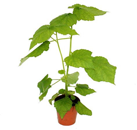 Exotenherz - Zimmerlinde - Sparmannia africana - 17cm Topf