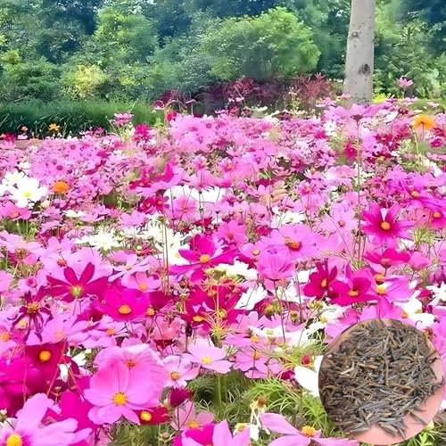 500 Graines de Cosmos pour Plantes Vivaces, Attire Abeilles et Papillons, Plantes Résistantes à la Sécheresse pour Décoration de Jardin