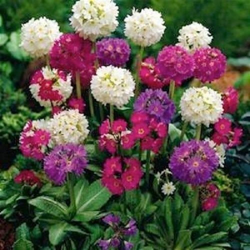 25+ Kugel-Primel Ronsdorf MIX-Blumensamen/PERENNIAL
