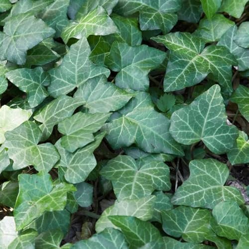 Efeu, Topf-Ø 9 cm, 12er-Set