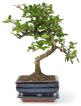 Bonsai Baum mit Keramik Blumentopf - Ligustrum, Ficus, Carmona, Podocarpus, Chinese elm - ca. 6-9 Jahre (15 cm Schale ca. 6 Jahre, Carmona P15 S)