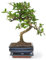 Bonsai Baum mit Keramik Blumentopf - Ligustrum, Ficus, Carmona, Podocarpus, Chinese elm - ca. 6-9 Jahre (15 cm Schale ca. 6 Jahre, Carmona P15 S)
