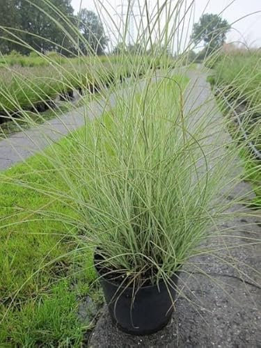 Miscanthus sinensis Gracillimus Variegatus - Feinhalm-Chinaschilf