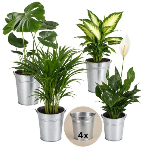 Pflanze Plus | Set de plantas purificadoras de aire | Lote de 4 plantas con maceta de zinc | Planta de interior fácil de cuidar