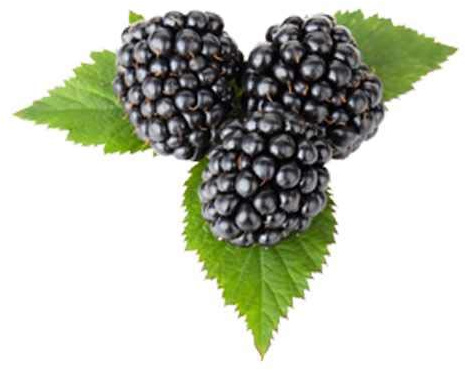 Brombeere 'Triple Crown' – Rubus fruticosus, dornenlose Beerenpflanze, reich tragend, winterhart, pflegeleicht, Obstpflanze im Topf 20-30 cm, ideal für Garten & Kübel