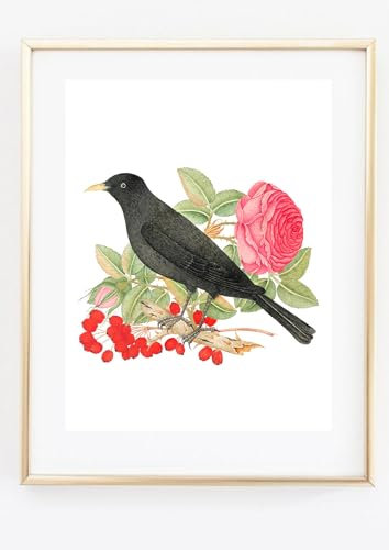 Din A4 Kunstdruck ohne Rahmen - Amsel mit Rosen und Hagebutten - Drossel Schwarzdrossel - Vogel Natur Bild Druck Poster Bild