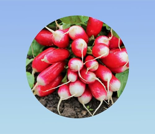 500 graines radis 18 jours demi long - radis rouge - croissance rapide