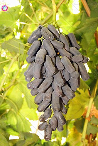 Bloom Green Co. 10PCS Rare Black Finger pianta uva cimelio organici di frutta naturali Crescita Uva Albero piante rampicanti perenne giardino pianta: 1