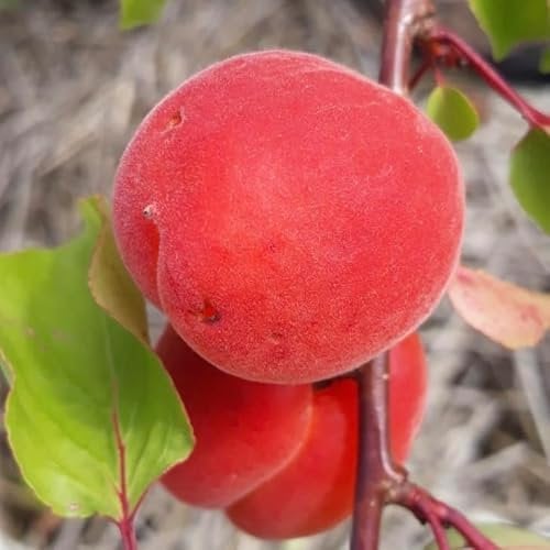Aprikose Johannes (s) rotblättrig und rotfleischig Aprikosenbaum Blutaprikose Buschbaum
