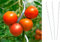 Unbekannt 20 Stück Tomatenspiralstab 180cm Tomaten Spiralstab Pflanzstab Pflanzspiralstab