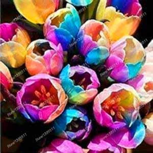 Gemischt: 2 Zwiebeln echte Tulpenzwiebeln, Tulpenblüte, (keine Tulpensamen), Blumenzwiebeln, Freilandpflanze, natürliches Wachstum, Bonsaitopf für den Hausgarten