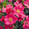 Rose Stadt Rom- Bodendeckerrose lachsrosanen Blüten - Kleinstrauchrose Pflanze Winterhart Halbschattig von Garten Schlüter - Pflanzen in Top Qualität