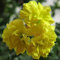 Ponak Neue 20pcs Geranien Blumensamen dick gelb