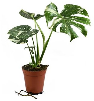 Plante Vraie de Monstera Thai Constellation en pot de 21 cm - Hauteur 100 cm - Plante Exotique Panachée de Grande Élégance