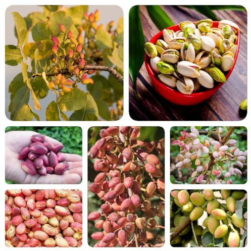 80 piezas Semillas resistentes del pistacho - semillas de pistacho, regalo de jardín semillas de variedades antiguas semilla de nuez lo mejor de las semillas siembra orgánica semillas