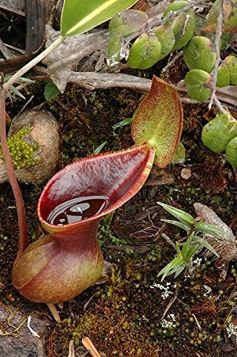 Nepenthes lowii * tierras bajas extremadamente raro * más inusual planta de jarra * 10 Semillas