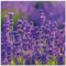 ARTland Wanddeko Glasbilder Wandbild Glas Bild einteilig Quadratisch Blumen Blüten Blumenwiese Lavendel Feld Natur Landschaft T4XT