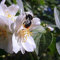 Pfeifenstrauch Duftjasmin Belle Etoile Philadelphus offene duftende Blüte ca. 40-60 cm 3 Liter Topf