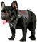 OneTigris Hundegeschirr, FIRE WATCHER Taktische Geschirr Sicherheitsgeschirr Hunde Hundeweste mit 1 Griffe und 2 D-Ring 1000D Nylon (XXS, Grau)