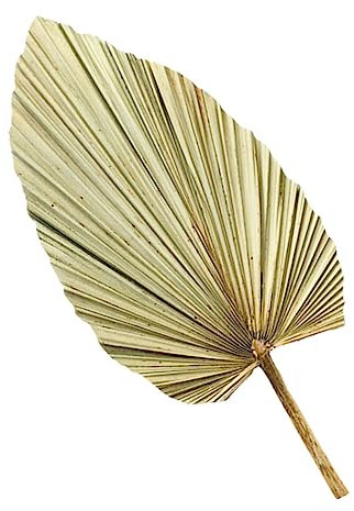 PRETYZOOM 1Stk Pu-Fan verlässt getrocknete Palmblätter natürliches Palmblatt Urlaub Hochzeitsdekorationen Vintage-Dekor Wandbehang Palmblatt dekoratives grünes Blatt Bogen Pflanze