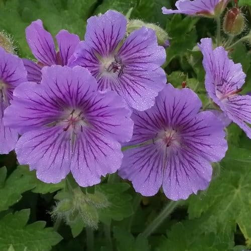 Plant World Seeds - Geranium Ibericum Seeds (Perennial Flower Seeds)