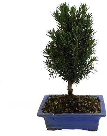 KENTIS - Japanischer Eibenbonsai - Bonsai Taxus Cuspidata - Echte Pflanzen für den Außenbereich - Handgefertigter Keramiktopf - Topf Ø 19 cm H 25-35 cm