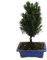 KENTIS - Bonsái de Tejo Japonés - Bonsái Taxus Cuspidata - Plantas Auténticas de Exterior - Maceta de Cerámica - Altura 30-35 cm Maceta Ø 19 cm