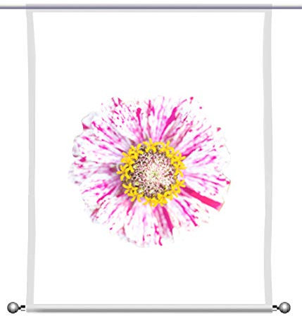 gardinen-for-life Scheibenhänger Roosa Lill - rechteckig mit Beschwerung, Toller Scheibenhänger transparent, verschiedenen Größen, Blumen Motiv rosa (HxB 75x60cm)