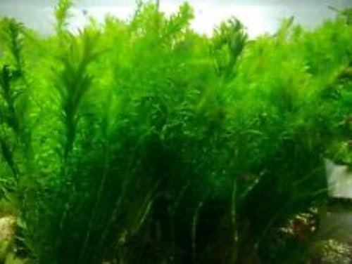 12 X Large Bunch Elodea Densa Oxygenating Plants (5 X Bunch)