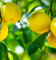 100pcs graines de citronnier jaune
