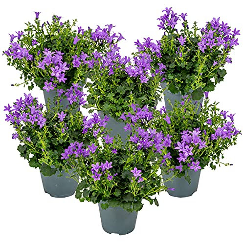 Bloomique - 6er-Set - Campanula Ambella Intense Purple - Glockenblume - Bodendecker - Gartenpflanzen - Winterhart - Tierfreundlich - 10-20 cm Hoch - Topf 10,5 cm