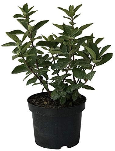 Sibirische Blaubeere Blue Velvet(R) Lonicera kamtschatica vitaminreich ca. 40-60 cm im 3,5 Liter Topf