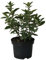 Sibirische Blaubeere Blue Velvet(R) Lonicera kamtschatica vitaminreich ca. 40-60 cm im 3,5 Liter Topf