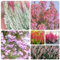50 pcs Heidekraut Winterhart Samen, balkonpflanzen winterhart blumensamen Winterheide Pflanzen, Erica carnea, bonsai topf geschenke wiesenblumen samen blumensamen blumen garten, steingarten